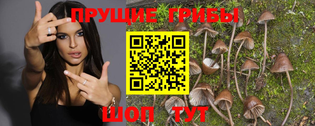 Ковров  Псилоцибиновые грибы Psilocybine cubensis  Галлюциногенные грибы прущие грибы  Вход с VPN 